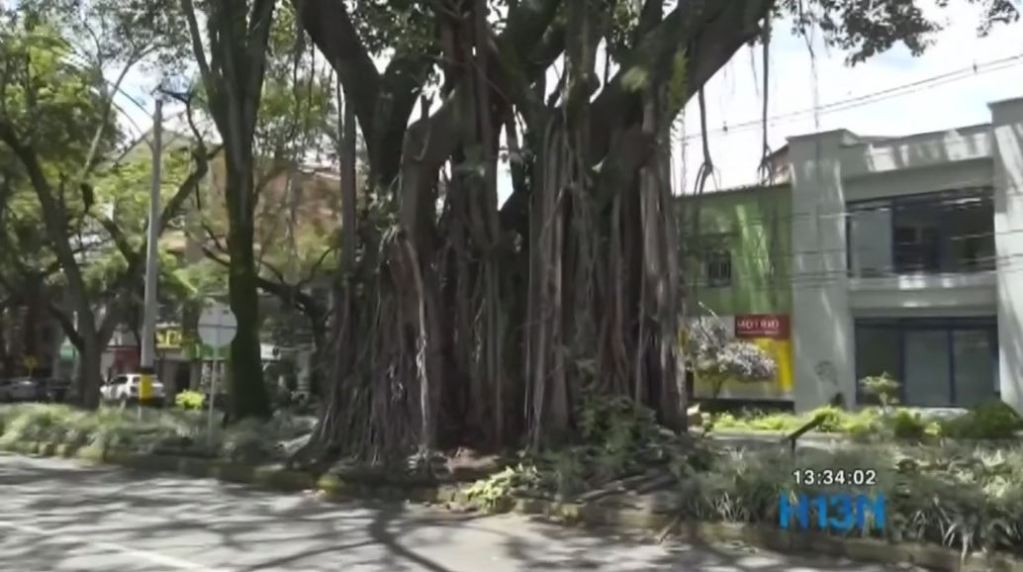 árboles_parque_de_belén