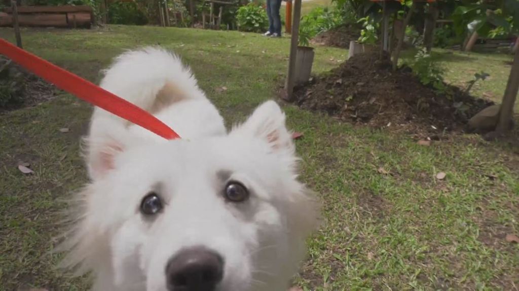 postre_animales_perros