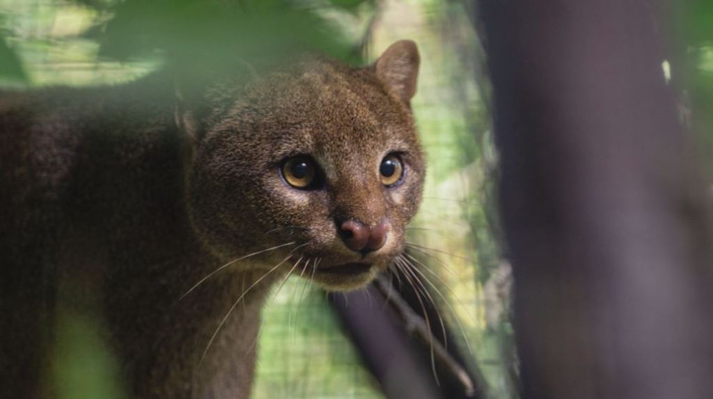 área_metropolitana_puma_felino