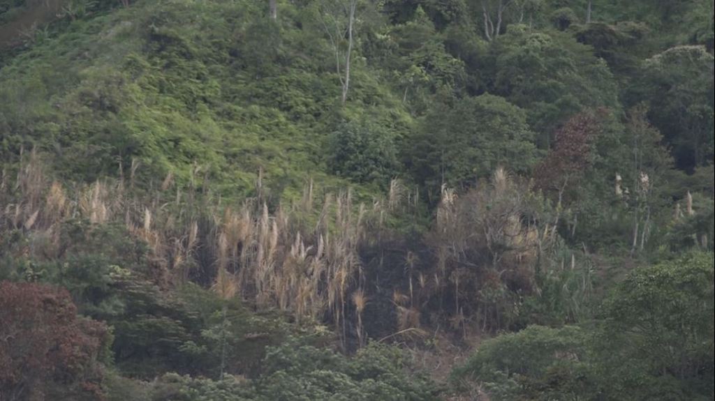 Incendios y tala ilegal de árboles afectan zonas boscosas en Barbosa barbosa_tala_de_árboles