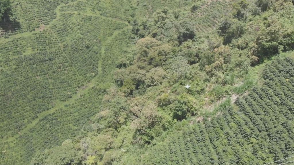 Inicia el plan cosecha cafetera en Antioquia cosecha_cafetera