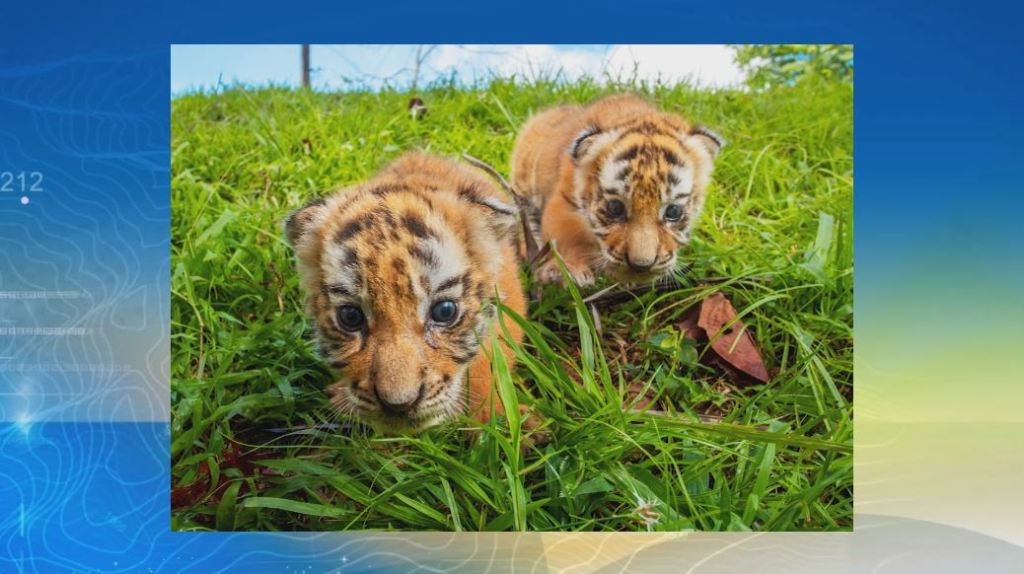 Les presentamos a Naya y Calú, los dos nuevos tigres de la Hacienda Nápoles hacienda_napoles_tigres