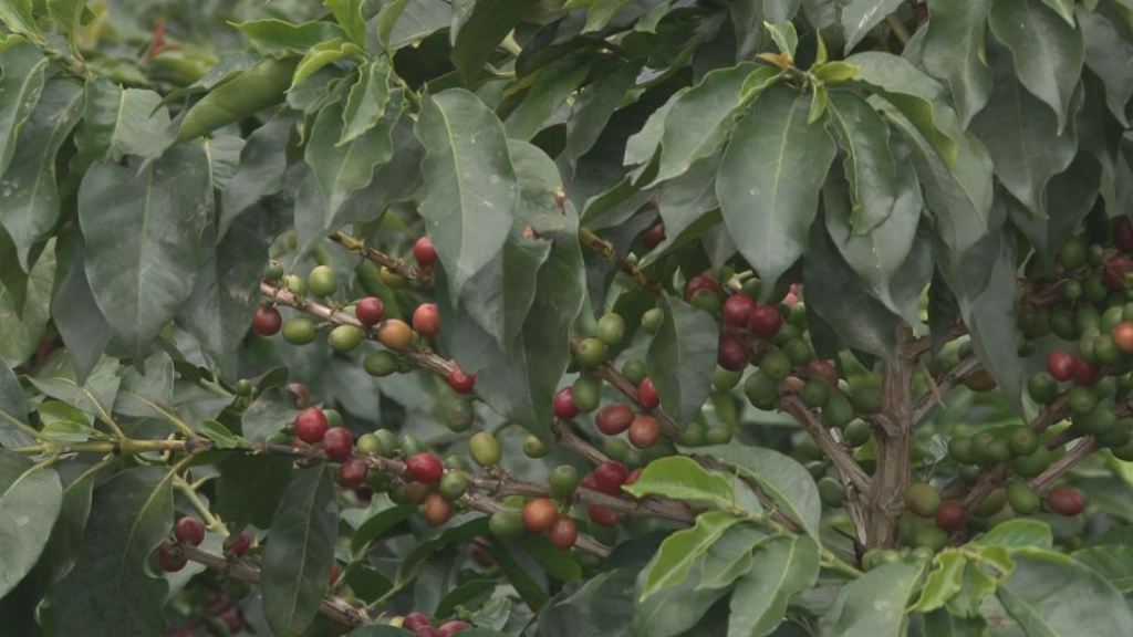 santa-bárbara-cultivos-de-café