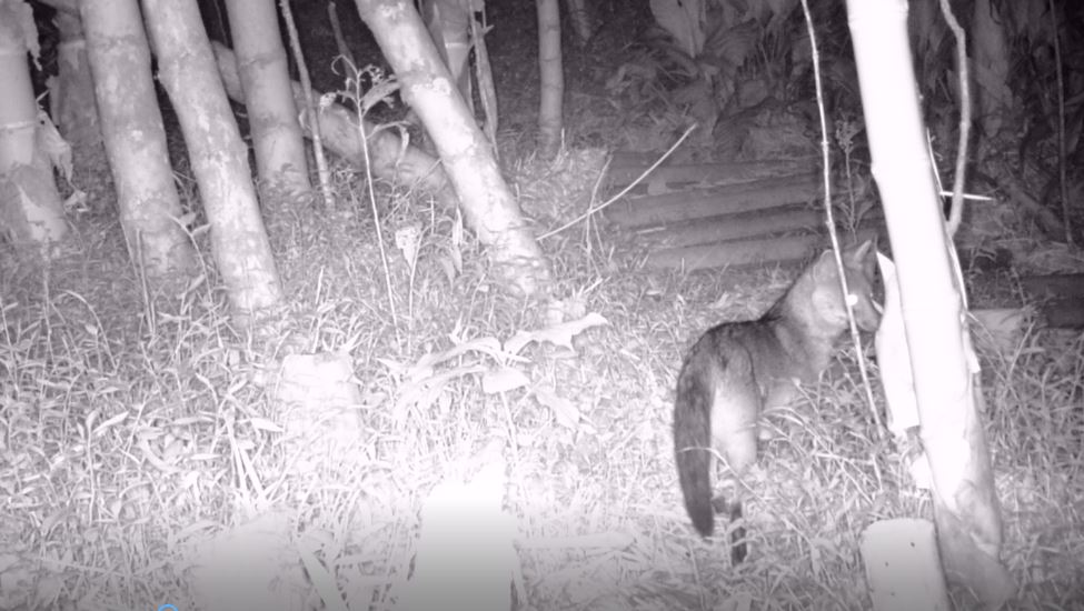 zorro_universidad_ces