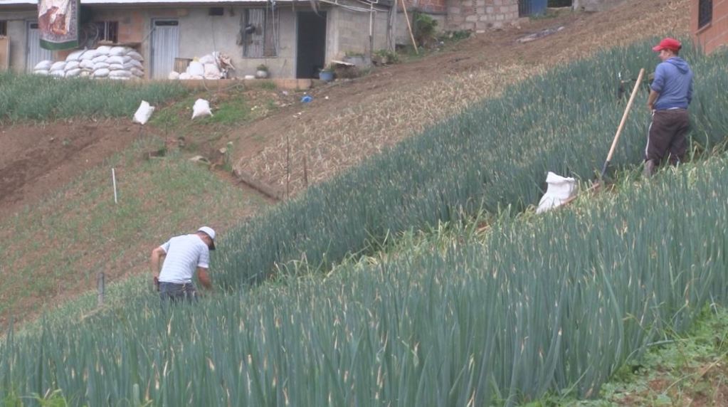 Medidas para que los agroproductores de Antioquia crezcan en ventas agricultura