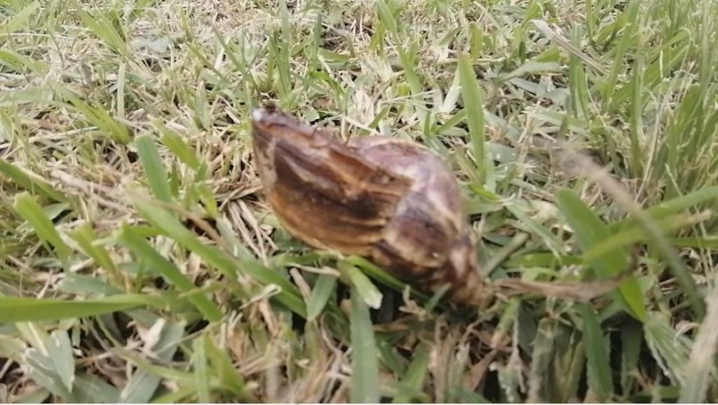 caracol_africano_en_valdivia