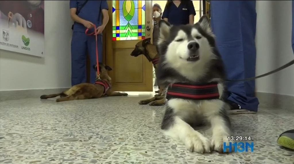 perros_coronavirus