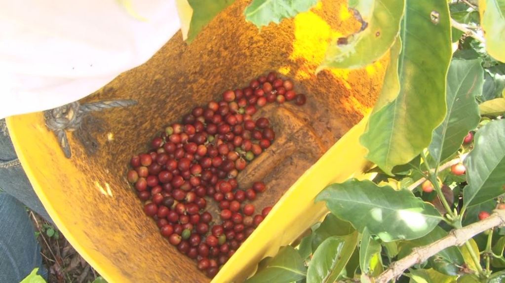 recolectores_cosecha_cafetera