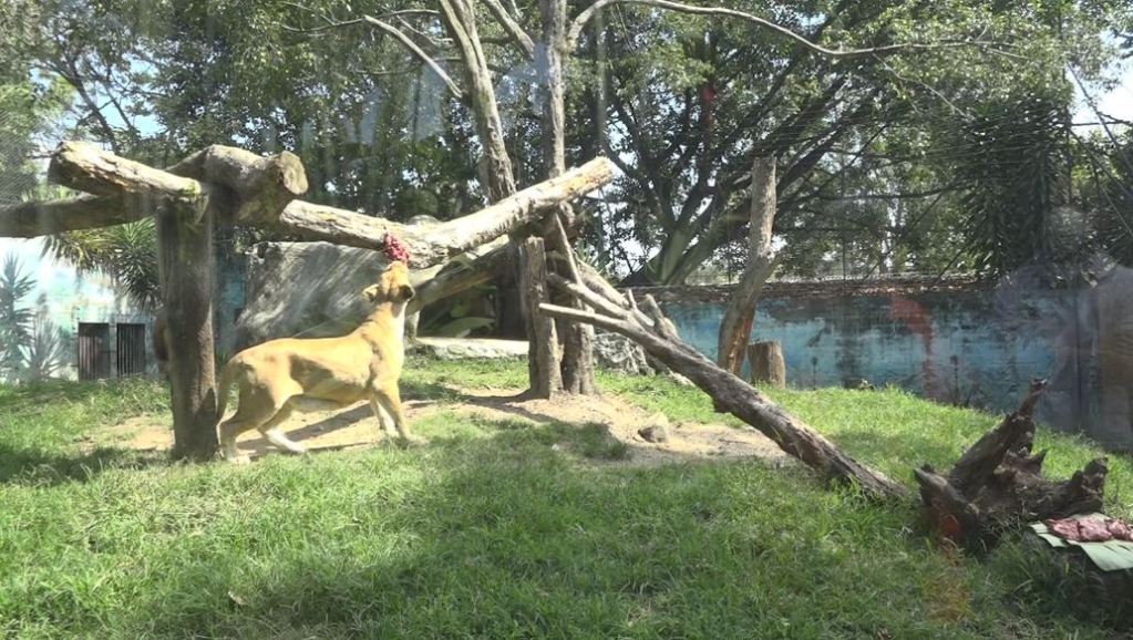 El Zoológico Santa Fe ahora es el Parque de la Conservación zoológico_león
