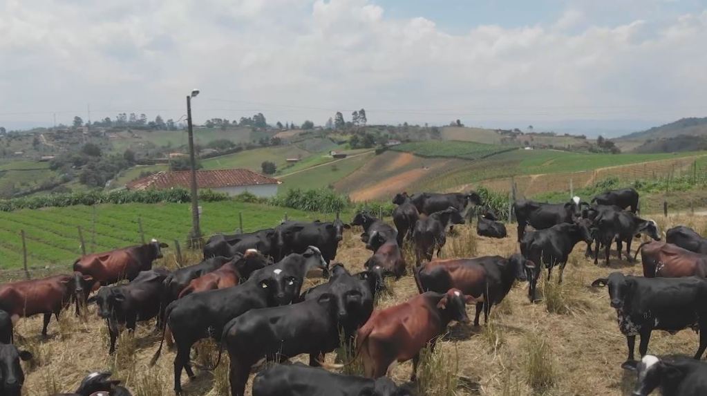 Proyecto en Antioquia para reducir producción de gases de efecto invernadero agricultura