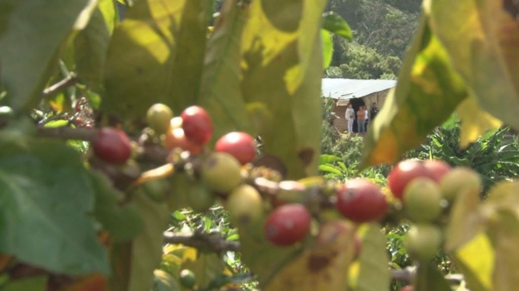 cosecha_cafetera