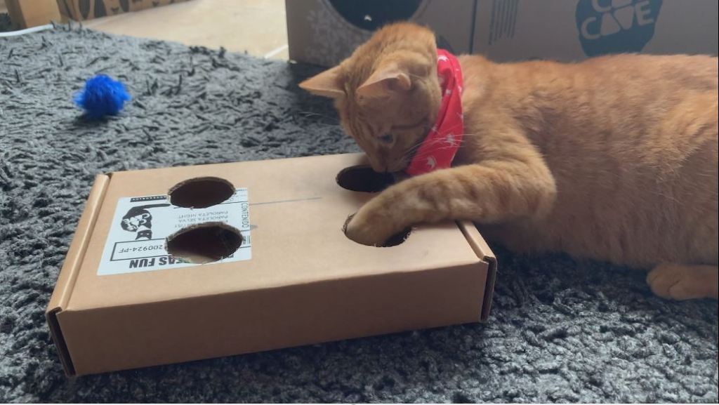 ¿Cómo entretener a sus gatos mientras están solos en casa? postre_gatos_cajas