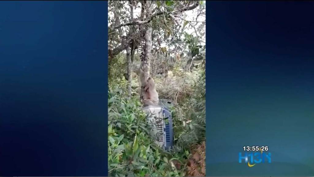 oso_perezoso_fue_rescatado_y_liberado