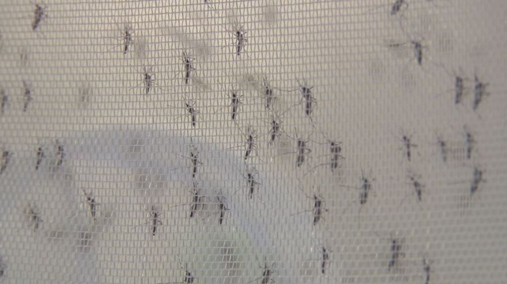 dengue_mosquitos