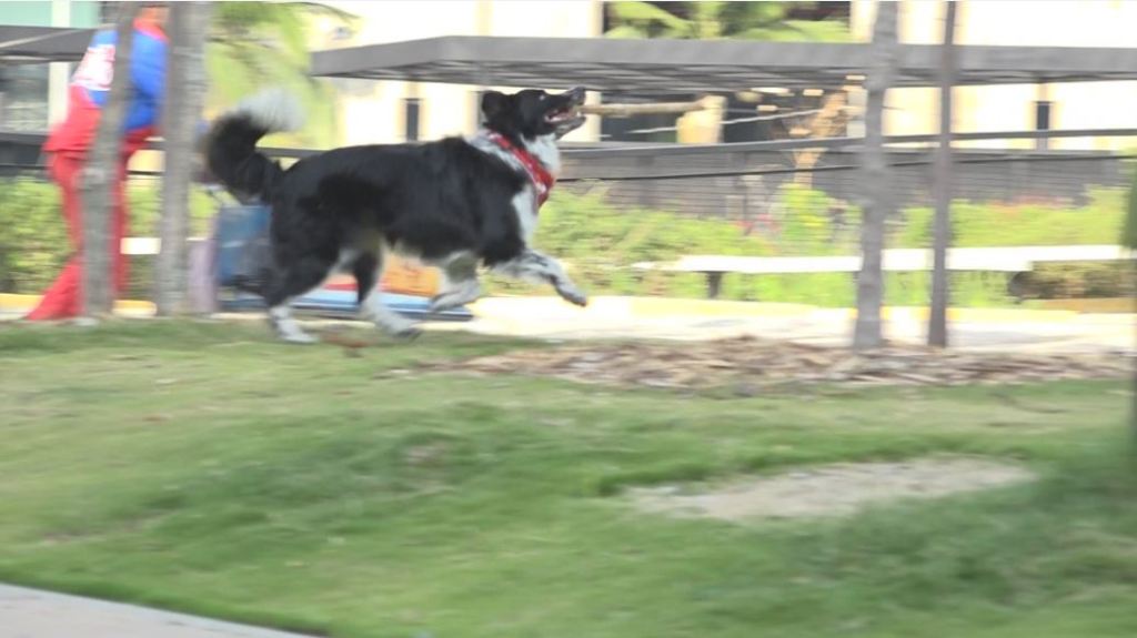 como_proteger_a_su_mascota_de_la_polvora