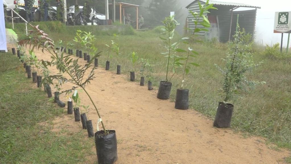 En San Félix comienza campaña para sembrar 12 millones de árboles siembra_san_felix