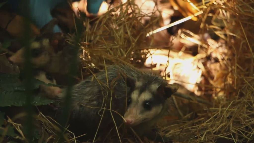 Identifican al presunto autor de maltrato a una zarigüeya zarigueyas