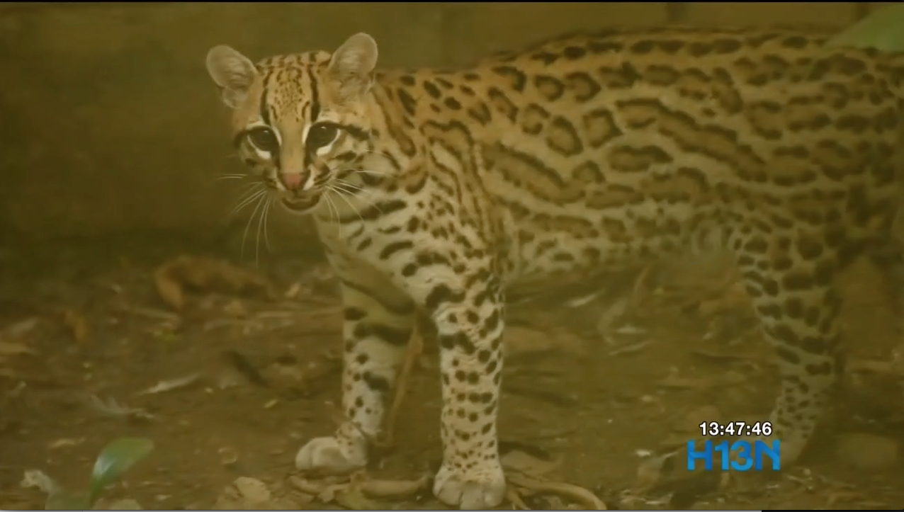 Captura de pantalla 2021 01 13 a las 2.09.43 p.m.