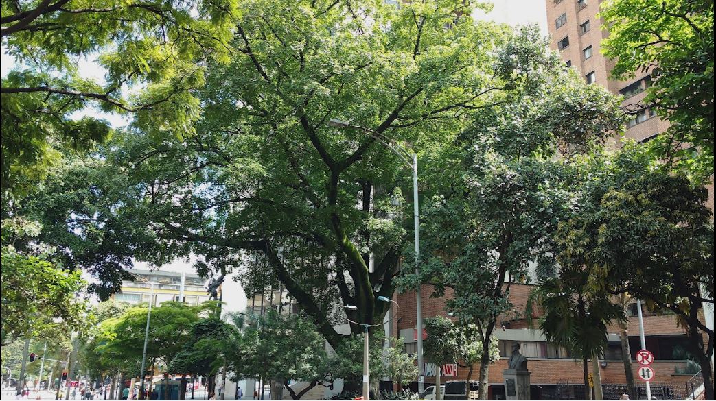 La mitad de los árboles patrimoniales de Medellín presentan deterioros arboles