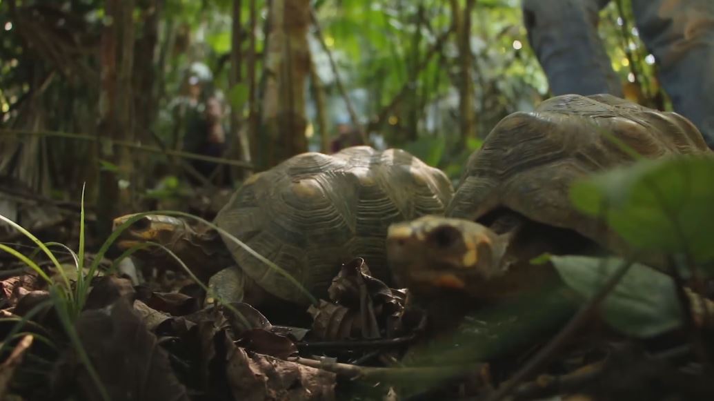 fauna silvestre tortugas 1