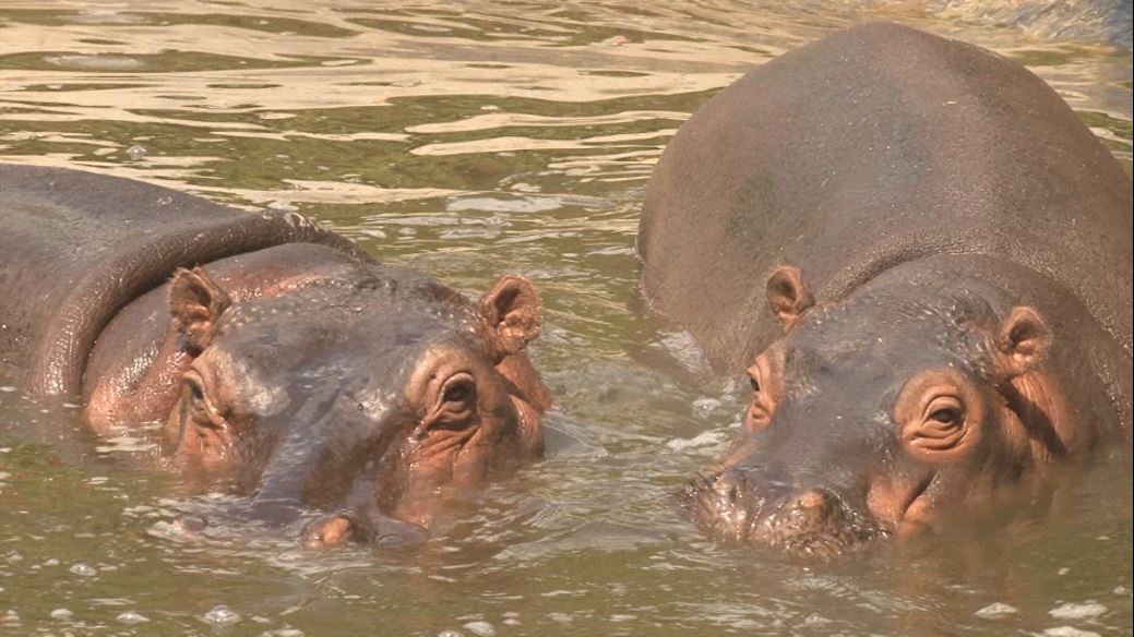 Investigadores recomiendan sacrificar a hipopótamos del Magdalena Medio hipopotamos