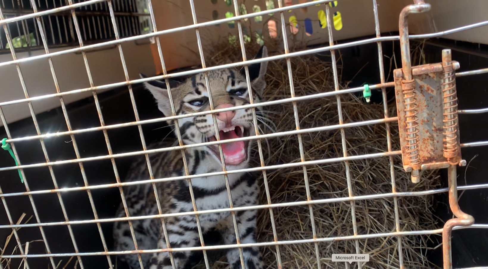 Captura de pantalla 2021 02 05 a las 1.28.09 p. m.