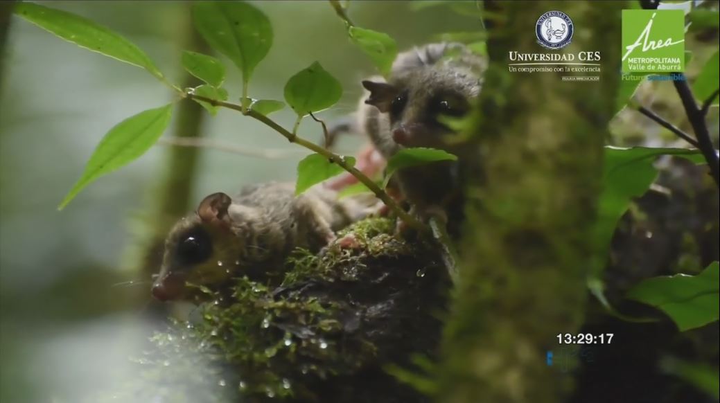 El Área Metropolitana libera a 23 animales silvestres rescatados animales LIBERADOS