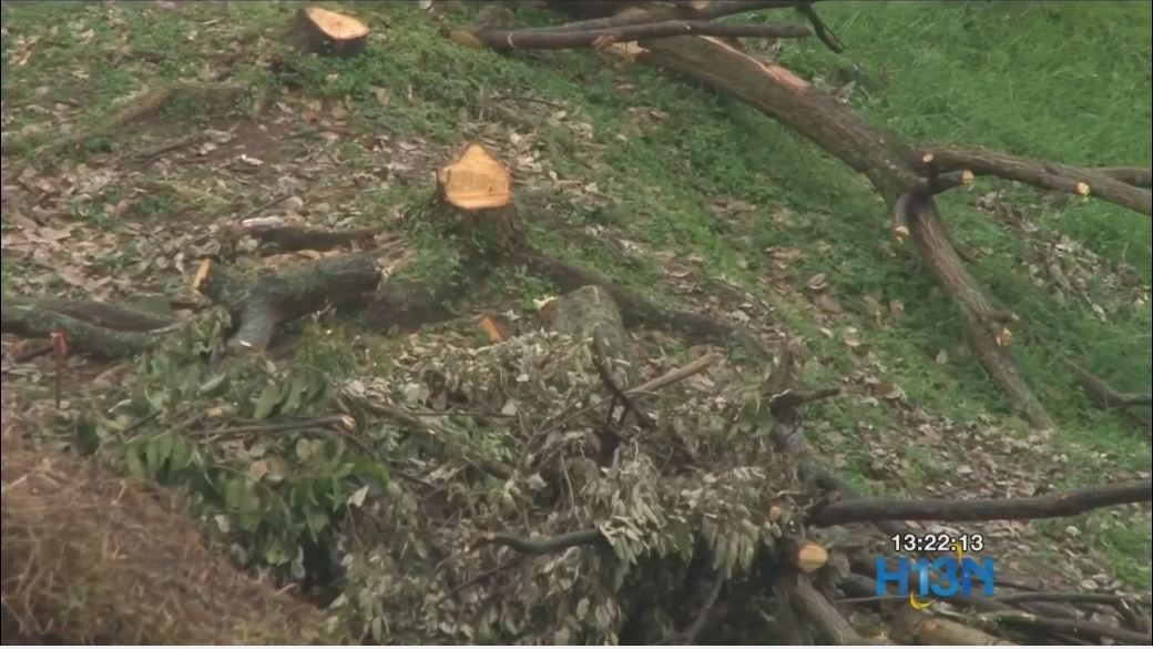 deforestacion