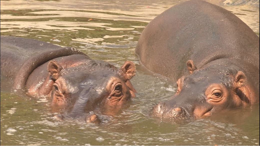 hipopotamos