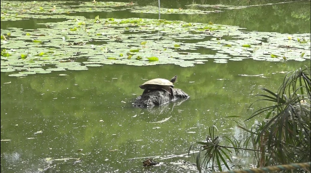 El Jardín Botánico de Medellín asegura estar en peligro económico jkardin botanico