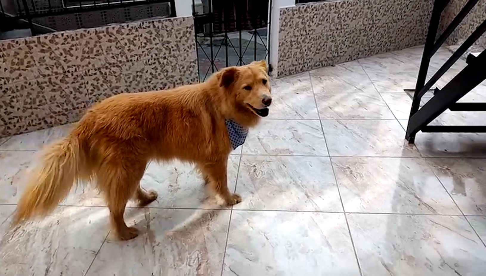 Avances médicos le devuelven la esperanza de vida a Toby cirugía_a_toby