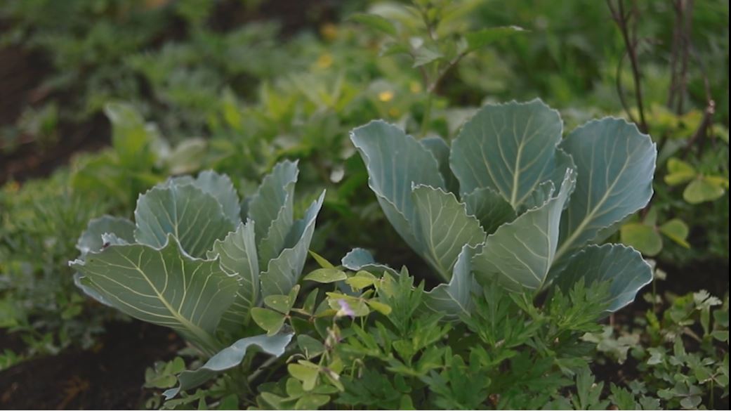 Antioquia busca fortalecer el acceso de agricultores a créditos agricultura