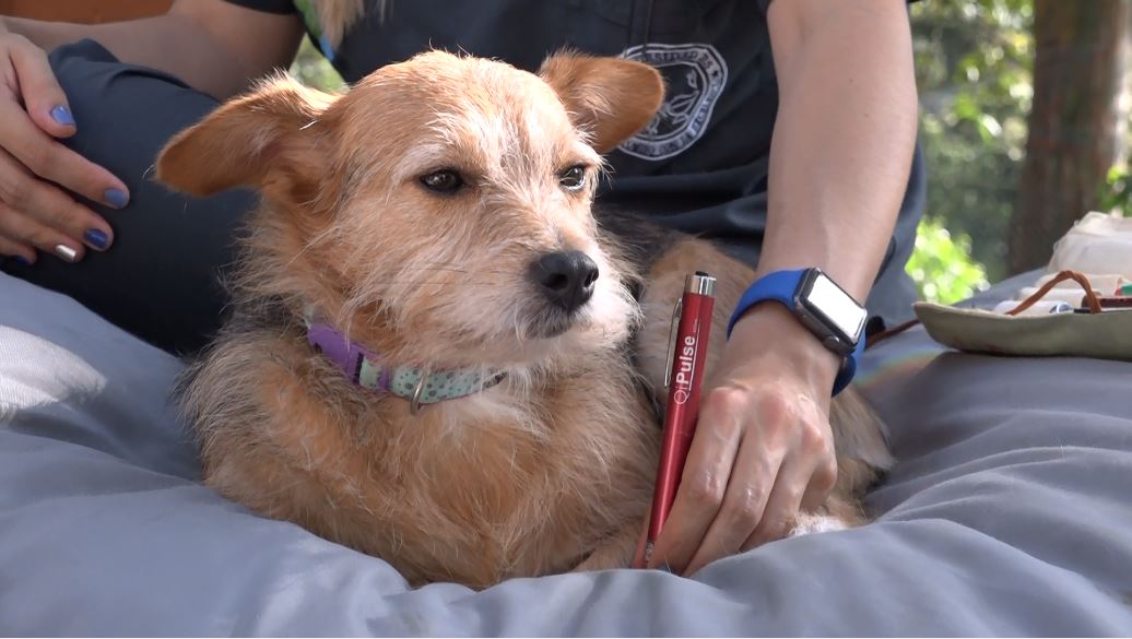 acupuntura_para_perros