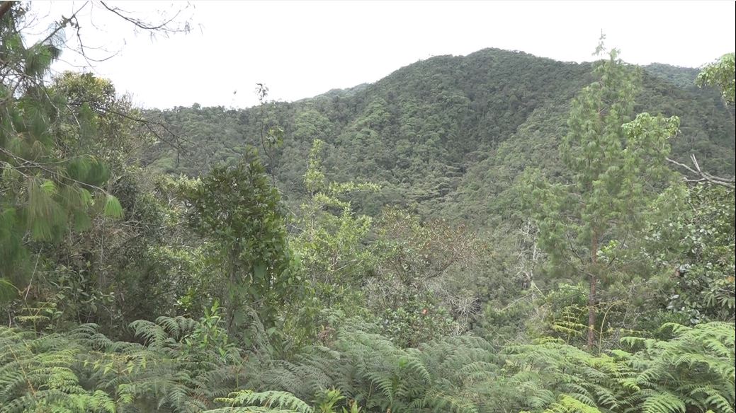 Buscan joven desaparecido en reserva forestal en límites de Envigado y El Retiro deaparecido