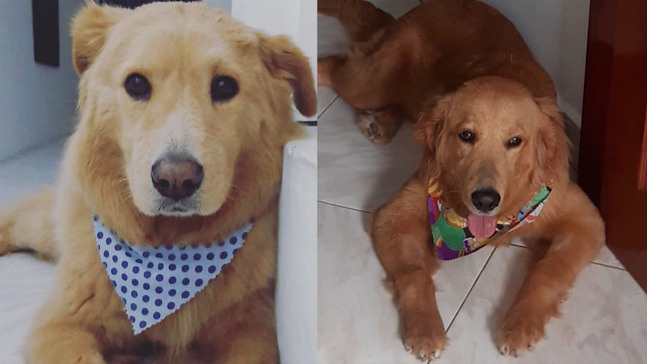 La historia de Toby y Homero, dos mascotas que nos muestran la importancia de la generosidad homero_y_toby