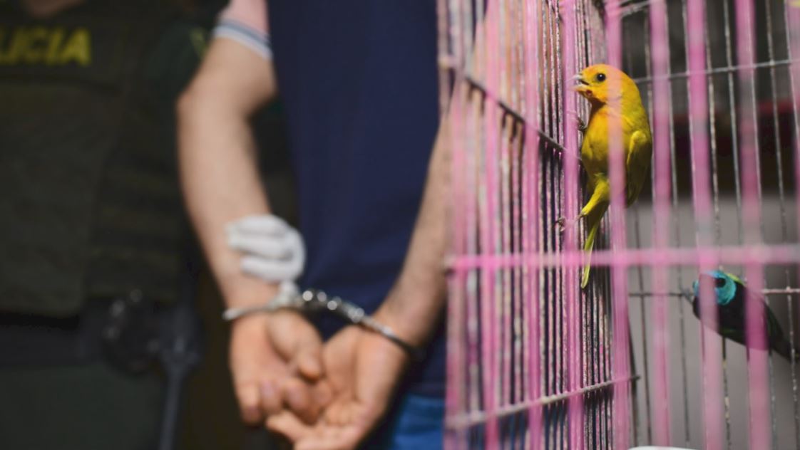 Incautan 46 aves exóticas en Medellín fauna