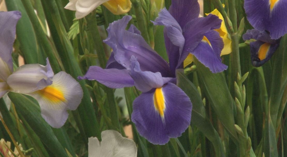 Cancelan Orquídeas, Flores y artesanías en el Jardín Botánico ORQUIDEAS Y FLORES