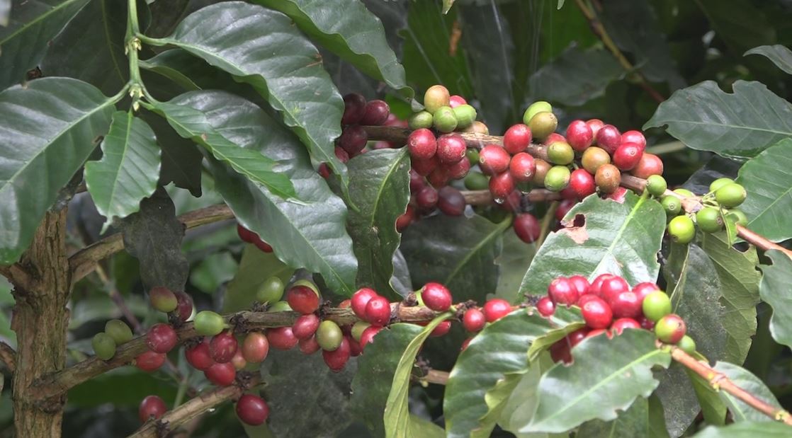 Helada en Brasil aumenta precio de carga de café en Colombia a máximo histórico PRECIO CAFE