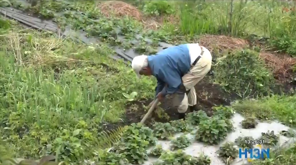 agricultura indigena minga