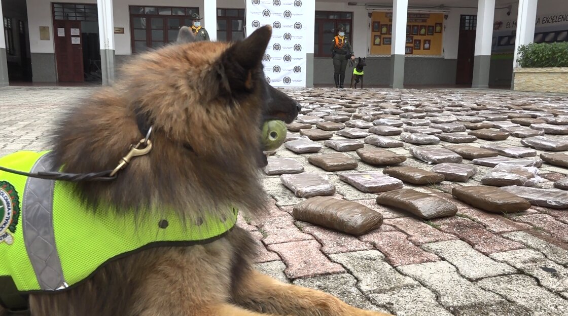 El olfato de Thor permite incautación de millonario cargamento de marihuana operativo policia medellin
