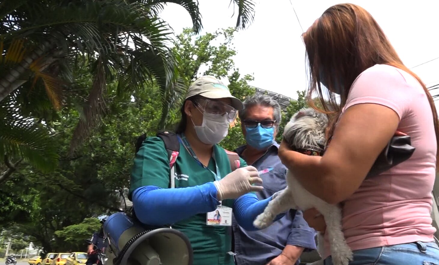 vacunacion perros gatos medellin