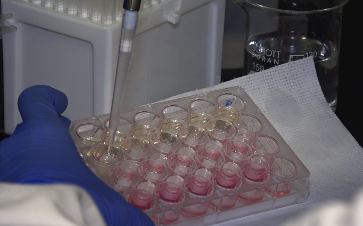 variante delta virus