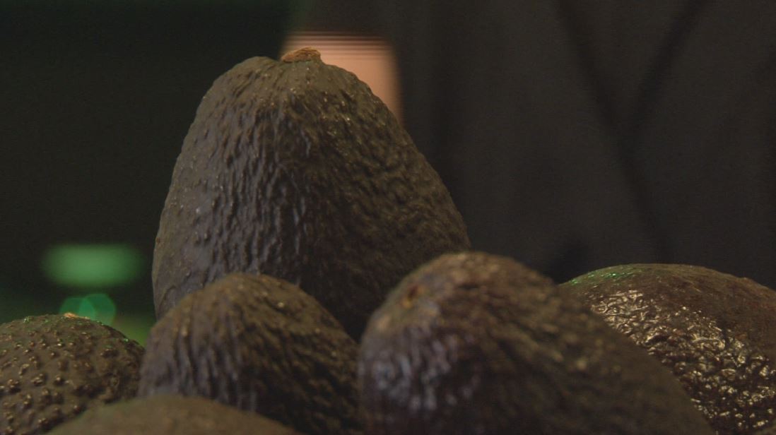 aguacates cosecha