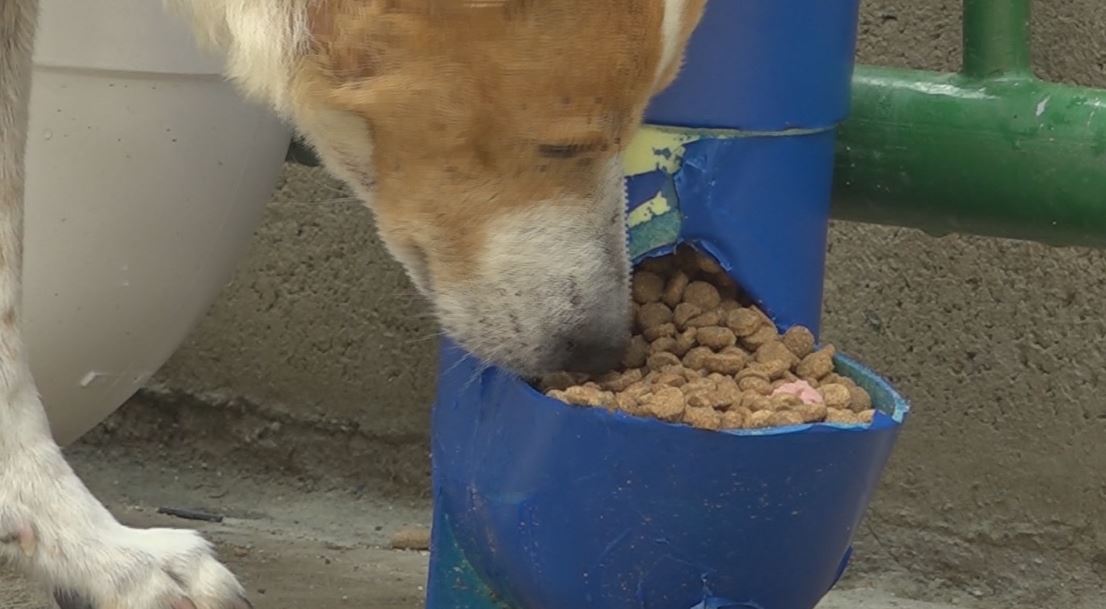 alimentos costos animales
