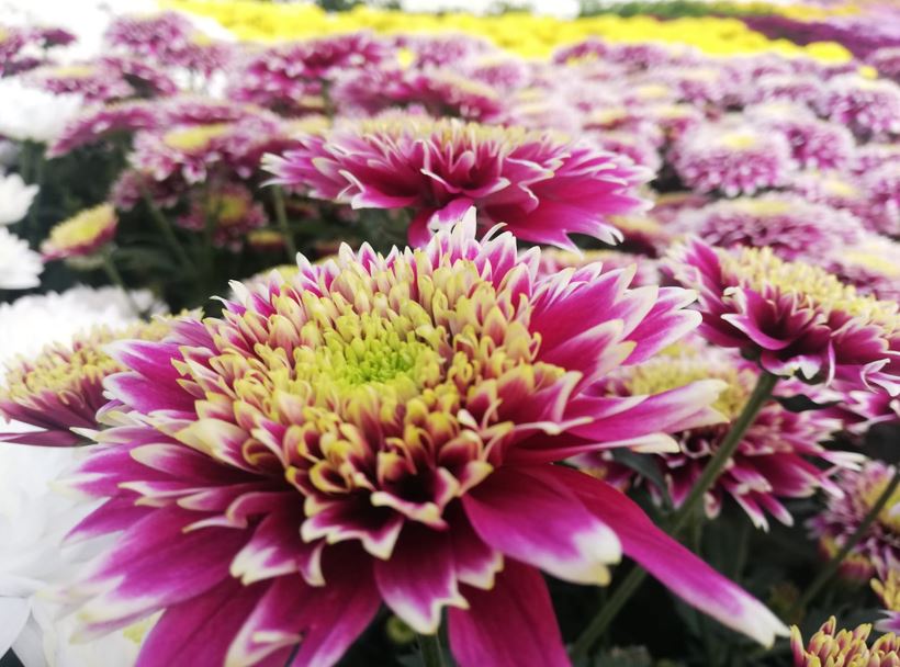 crisantemos rionegro