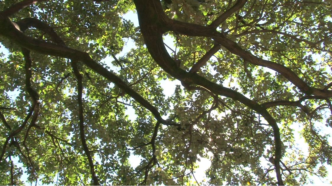 ecoescuela educacion