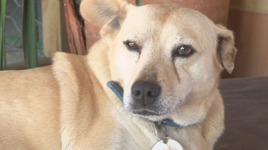 esterilizacion animales perros