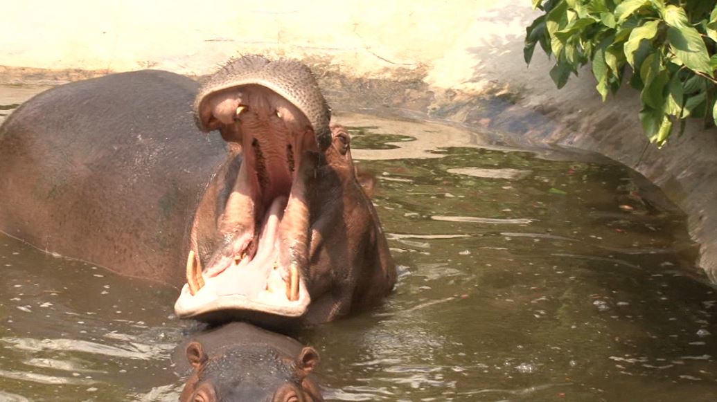 Controlarán reproducción de hipopótamos en el Magdalena Medio hipopotamos magdalena medio
