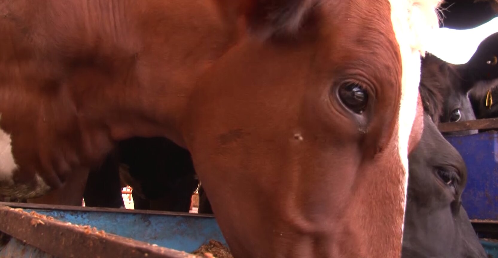 monomeros animales antioquia