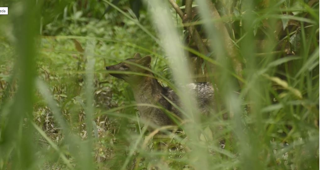 cartilla fauna